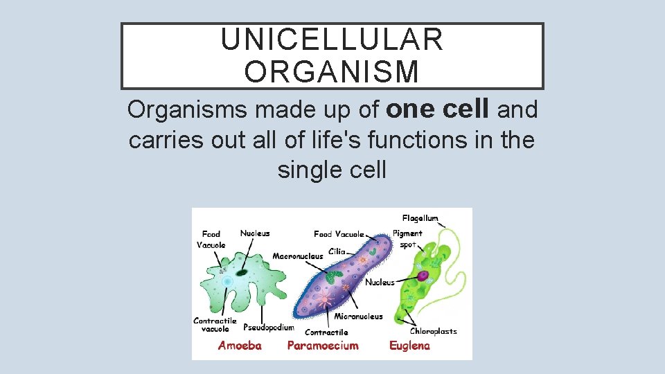 UNICELLULAR ORGANISM Organisms made up of one cell and carries out all of life's