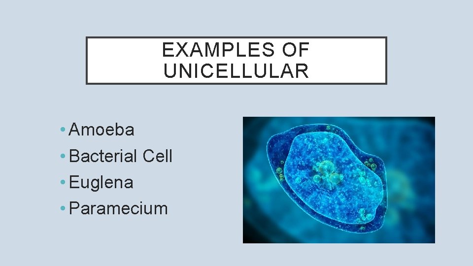 EXAMPLES OF UNICELLULAR • Amoeba • Bacterial Cell • Euglena • Paramecium 