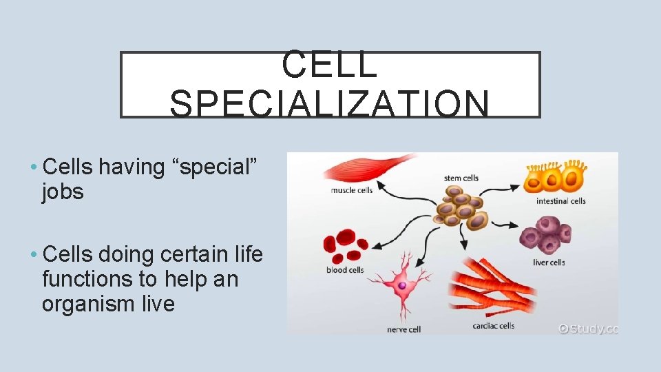 CELL SPECIALIZATION • Cells having “special” jobs • Cells doing certain life functions to