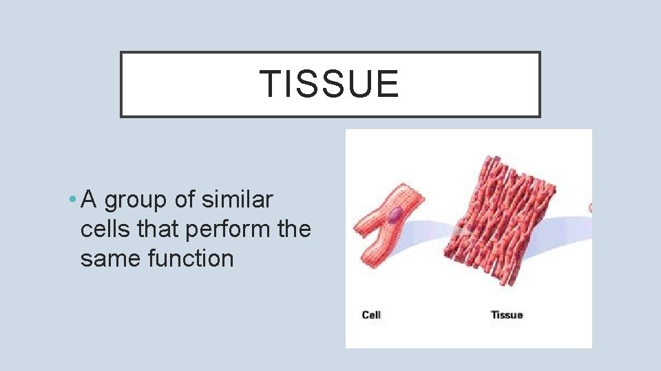 TISSUE • A group of similar cells that perform the same function 