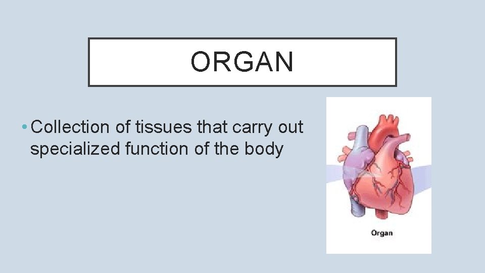 ORGAN • Collection of tissues that carry out specialized function of the body 