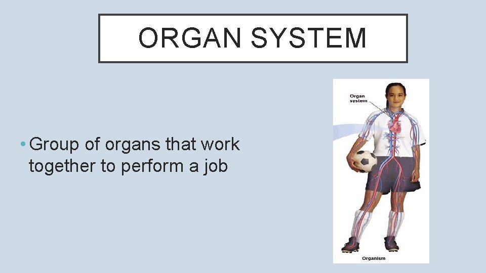 ORGAN SYSTEM • Group of organs that work together to perform a job 