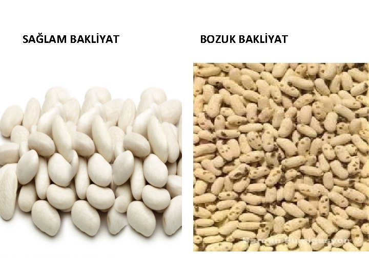 SAĞLAM BAKLİYAT BOZUK BAKLİYAT 