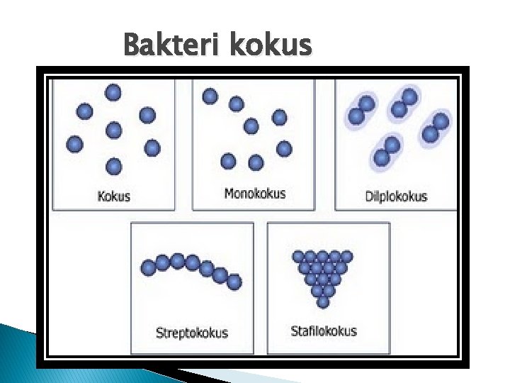 Bakteri kokus 