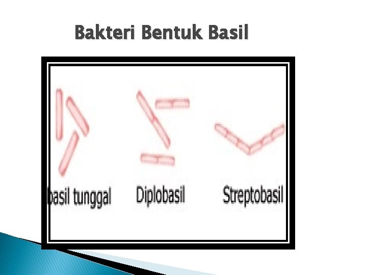 Bakteri Bentuk Basil 