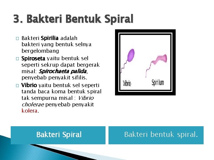 3. Bakteri Bentuk Spiral � � � Bakteri Spirilia adalah bakteri yang bentuk selnya