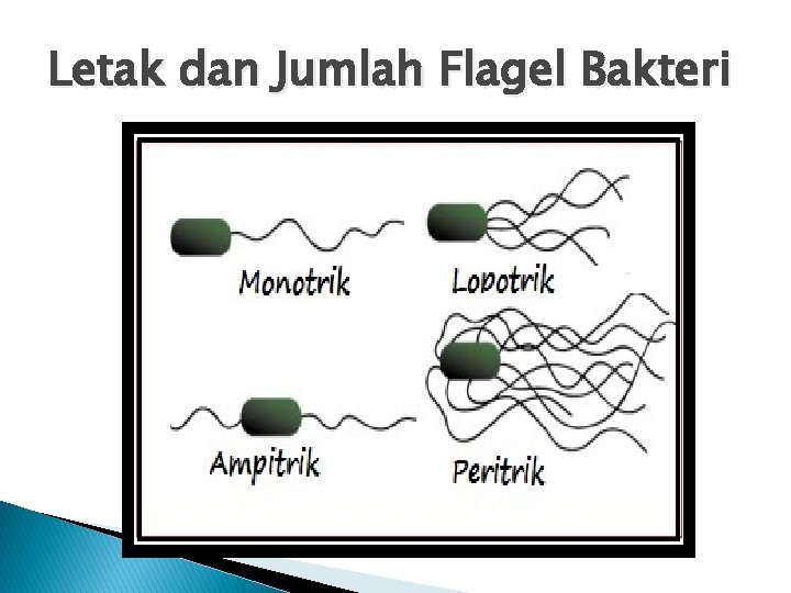 Letak dan Jumlah Flagel Bakteri 
