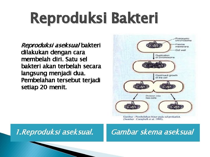 Reproduksi Bakteri Reproduksi aseksual bakteri dilakukan dengan cara membelah diri. Satu sel bakteri akan