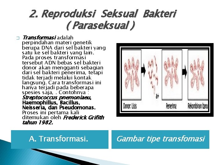 2. Reproduksi Seksual Bakteri ( Paraseksual ) � Transformasi adalah perpindahan materi genetik berupa