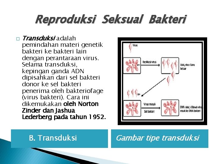 Reproduksi Seksual Bakteri � Transduksi adalah pemindahan materi genetik bakteri ke bakteri lain dengan