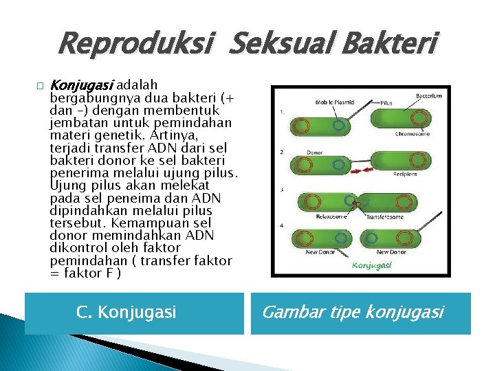 Reproduksi Seksual Bakteri � Konjugasi adalah bergabungnya dua bakteri (+ dan –) dengan membentuk