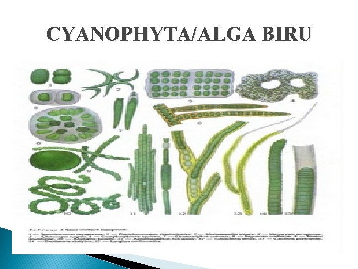 CYANOPHYTA/ALGA BIRU 