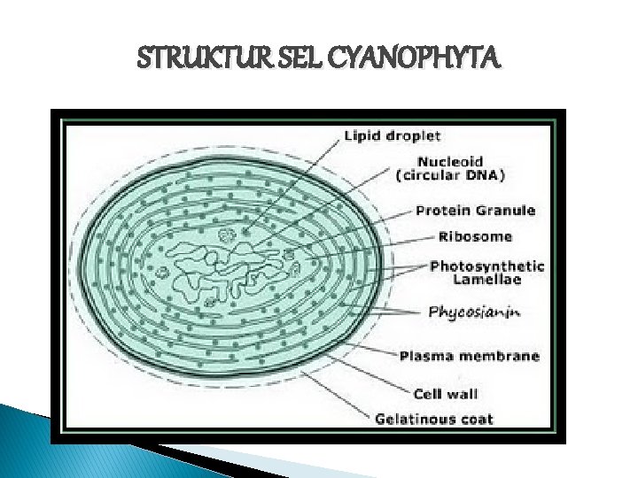 STRUKTUR SEL CYANOPHYTA 