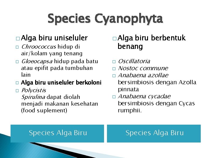 Species Cyanophyta � Alga � � biru uniseluler Chroococcus hidup di air/kolam yang tenang