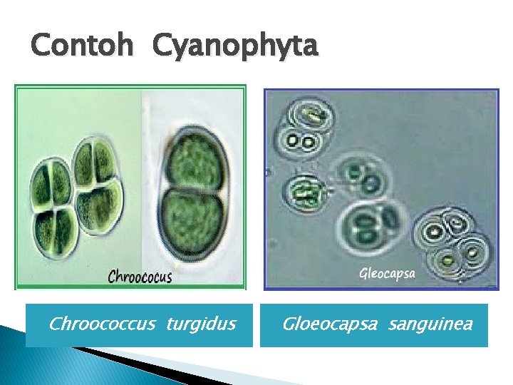 Contoh Cyanophyta Chroococcus turgidus Gloeocapsa sanguinea 