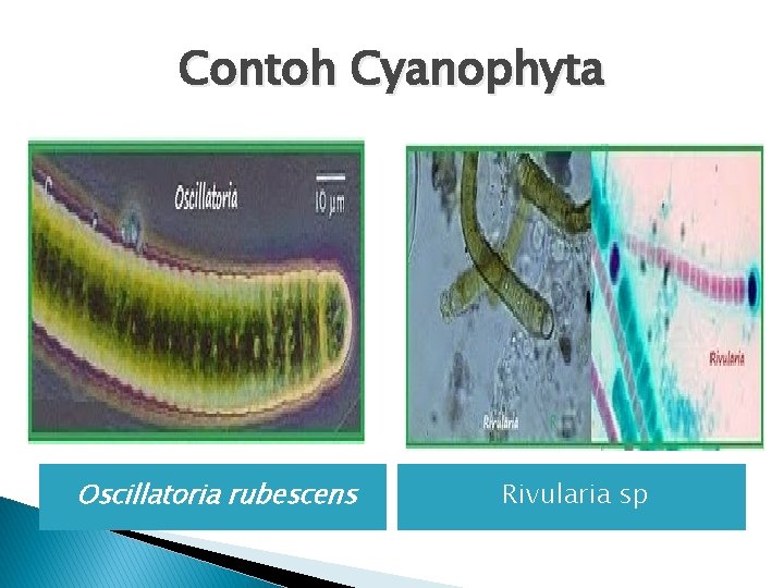 Contoh Cyanophyta Oscillatoria rubescens Rivularia sp 