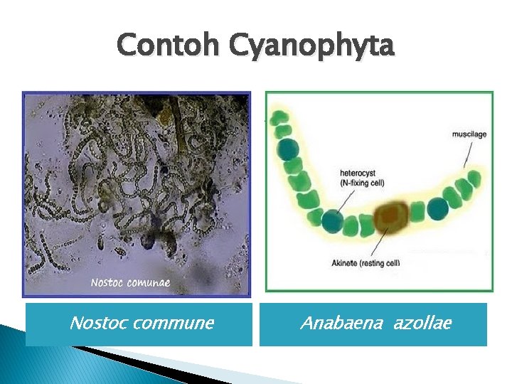 Contoh Cyanophyta Nostoc commune Anabaena azollae 