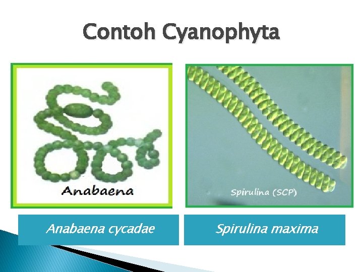 Contoh Cyanophyta Anabaena cycadae Spirulina maxima 