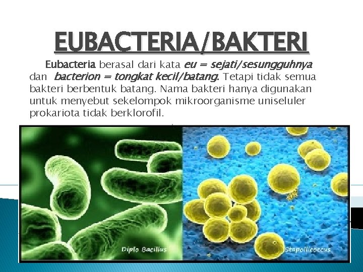 EUBACTERIA/BAKTERI Eubacteria berasal dari kata eu = sejati/sesungguhnya dan bacterion = tongkat kecil/batang. Tetapi
