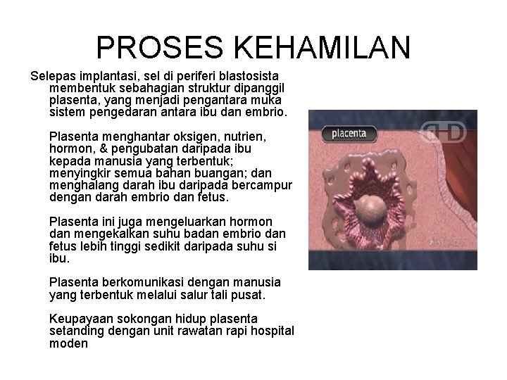 PROSES KEHAMILAN Selepas implantasi, sel di periferi blastosista membentuk sebahagian struktur dipanggil plasenta, yang