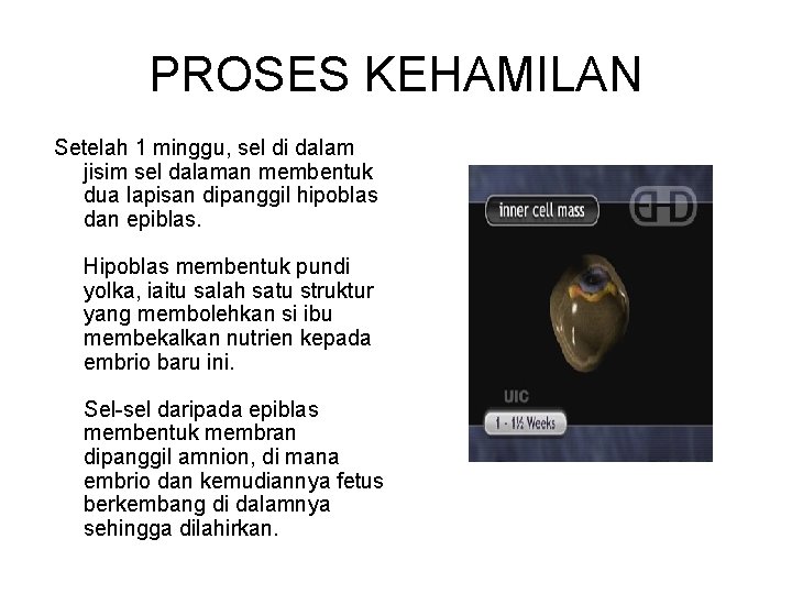 PROSES KEHAMILAN Setelah 1 minggu, sel di dalam jisim sel dalaman membentuk dua lapisan