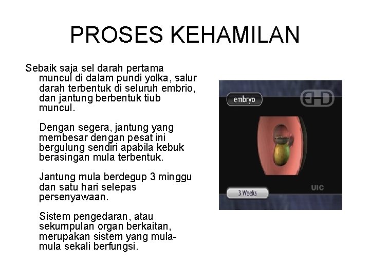 PROSES KEHAMILAN Sebaik saja sel darah pertama muncul di dalam pundi yolka, salur darah