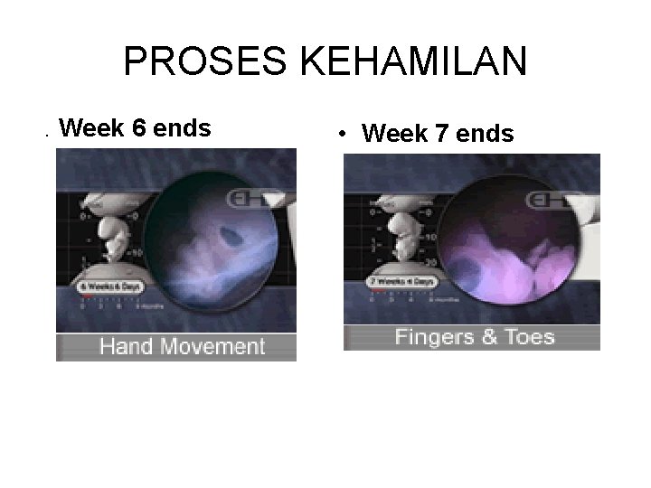 PROSES KEHAMILAN. Week 6 ends • Week 7 ends 