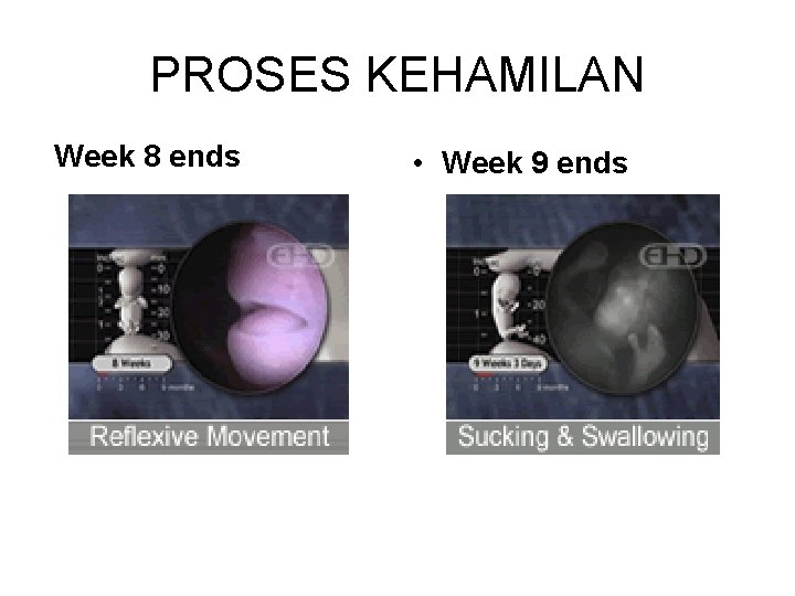 PROSES KEHAMILAN Week 8 ends • Week 9 ends 
