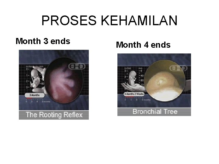 PROSES KEHAMILAN Month 3 ends Month 4 ends 