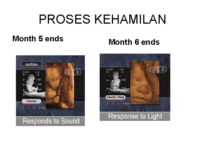 PROSES KEHAMILAN Month 5 ends Month 6 ends 