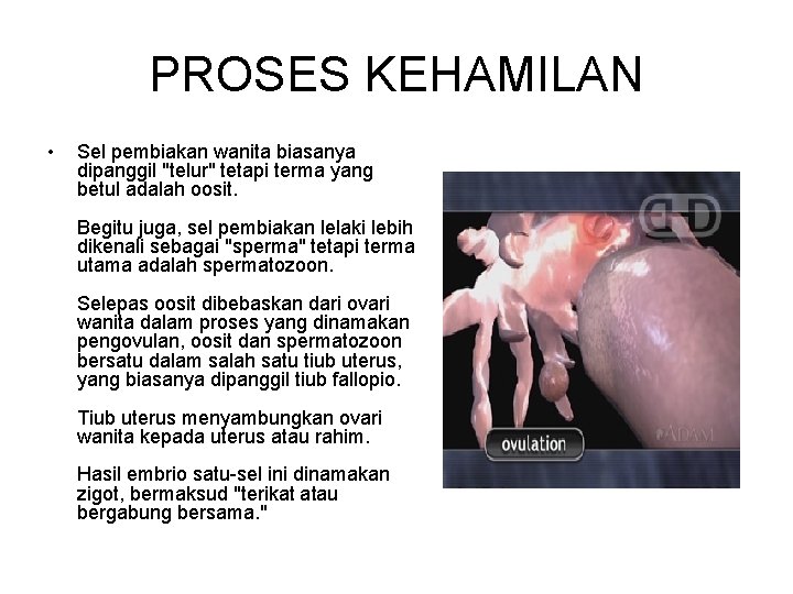 PROSES KEHAMILAN • Sel pembiakan wanita biasanya dipanggil "telur" tetapi terma yang betul adalah