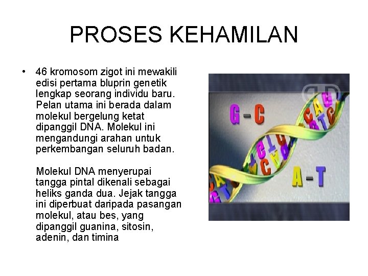 PROSES KEHAMILAN • 46 kromosom zigot ini mewakili edisi pertama bluprin genetik lengkap seorang