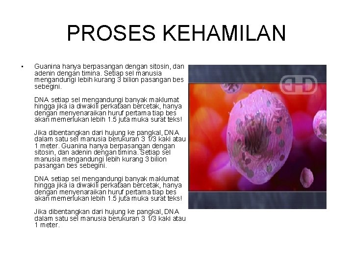 PROSES KEHAMILAN • Guanina hanya berpasangan dengan sitosin, dan adenin dengan timina. Setiap sel