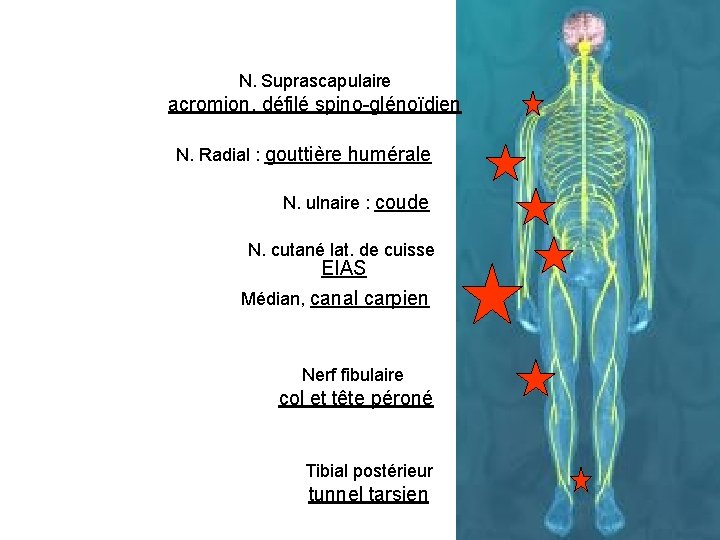 N. Suprascapulaire acromion, défilé spino-glénoïdien N. Radial : gouttière humérale N. ulnaire : coude