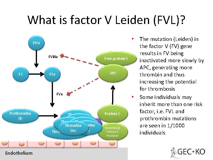What is factor V Leiden (FVL)? FIXa FVIIIa FX Free protein S APC FXa