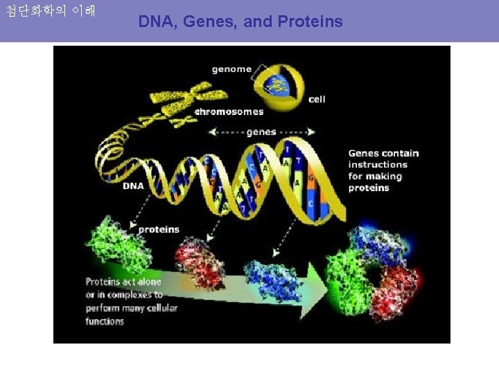 첨단화학의 이해 DNA, Genes, and Proteins 