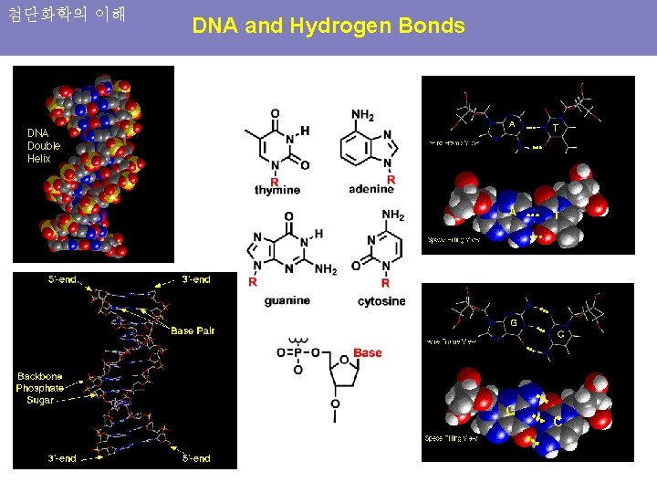 첨단화학의 이해 DNA and Hydrogen Bonds 