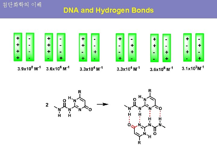 첨단화학의 이해 DNA and Hydrogen Bonds 