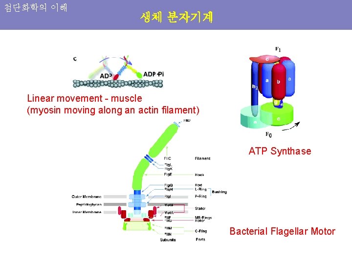 첨단화학의 이해 생체 분자기계 Linear movement - muscle (myosin moving along an actin filament)