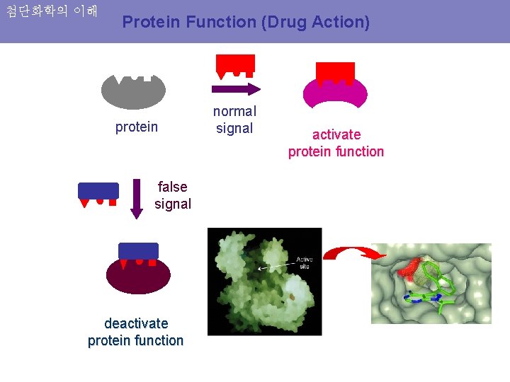 첨단화학의 이해 Protein Function (Drug Action) protein false signal deactivate protein function normal signal