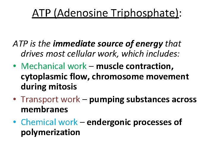 ATP (Adenosine Triphosphate): ATP is the immediate source of energy that drives most cellular