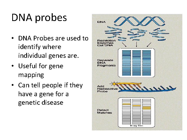 DNA probes • DNA Probes are used to identify where individual genes are. •