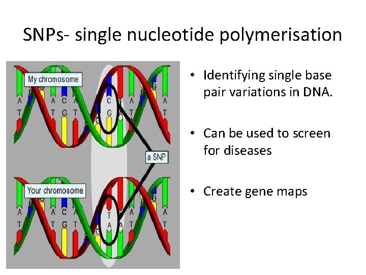 SNPs- single nucleotide polymerisation • Identifying single base pair variations in DNA. • Can