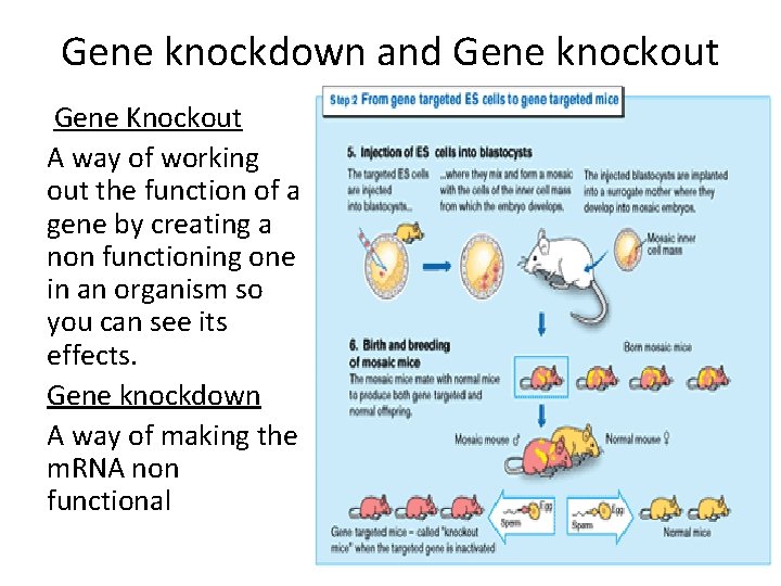Gene knockdown and Gene knockout Gene Knockout A way of working out the function