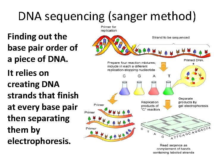 DNA sequencing (sanger method) Finding out the base pair order of a piece of