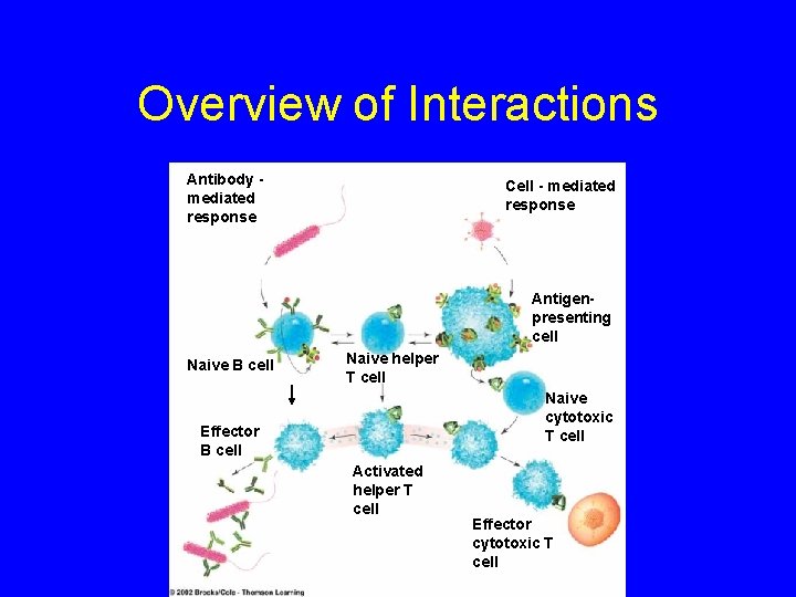Overview of Interactions Antibody mediated response Cell - mediated response Antigenpresenting cell Naive B