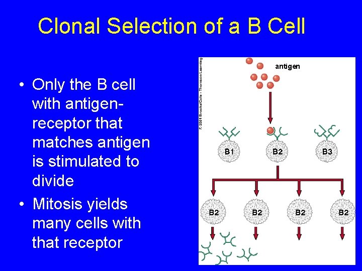 Clonal Selection of a B Cell antigen • Only the B cell with antigenreceptor