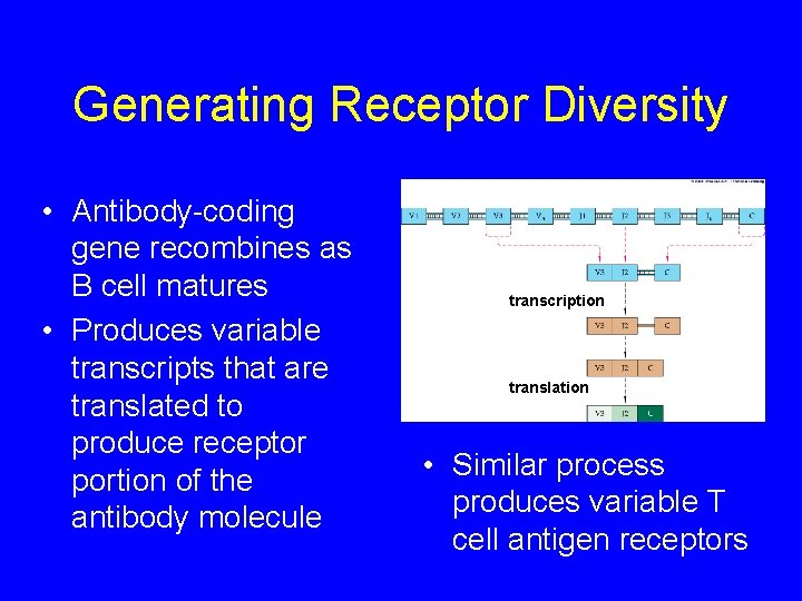 Generating Receptor Diversity • Antibody-coding gene recombines as B cell matures • Produces variable