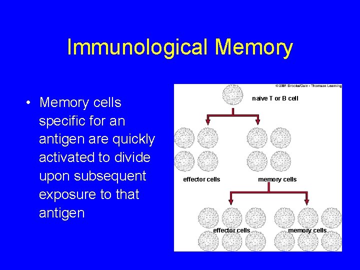 Immunological Memory • Memory cells specific for an antigen are quickly activated to divide