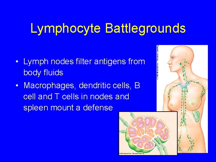 Lymphocyte Battlegrounds • Lymph nodes filter antigens from body fluids • Macrophages, dendritic cells,